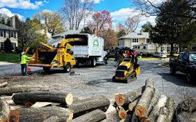 Professional Tree Services in Keyes, CA